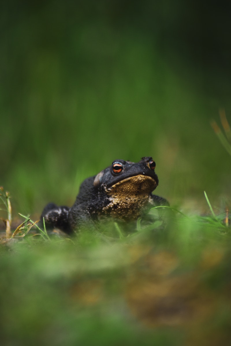 Toad Poop vs Rat Poop: Understanding the Differences